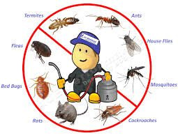 Types of Pests in Auckland